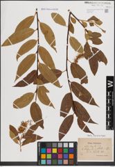 Foto von Salix fragilis L.
